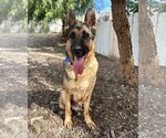 Small German Shepherd Dog