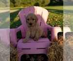 Small Photo #2 Goldendoodle Puppy For Sale in PULASKI, PA, USA