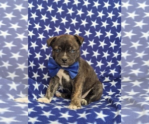 Boston Terrier-Pomsky Mix Puppy for sale in EPHRATA, PA, USA