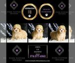 Small Photo #49 Maltipoo (Miniature) Puppy For Sale in WARSAW, IN, USA