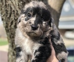 Small Photo #7 Bernedoodle Puppy For Sale in OVERLAND PARK, KS, USA