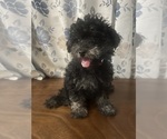 Small #13 Poodle (Miniature)