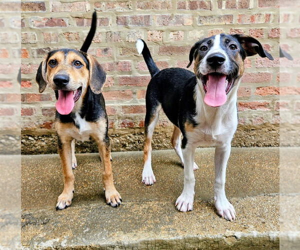 Medium Photo #5 Coonhound-Unknown Mix Puppy For Sale in Chicago, IL, USA