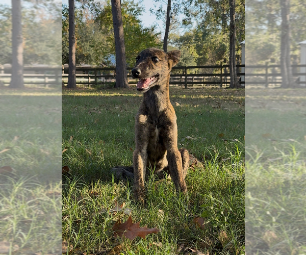Medium Photo #1 Greyhound Puppy For Sale in MONTGOMERY, TX, USA