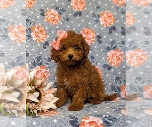 Poodle (Toy) Puppy for sale in GLEN ROCK, PA, USA
