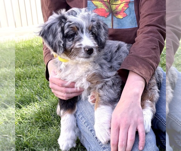 Medium Photo #4 Bernedoodle (Miniature) Puppy For Sale in ROY, UT, USA