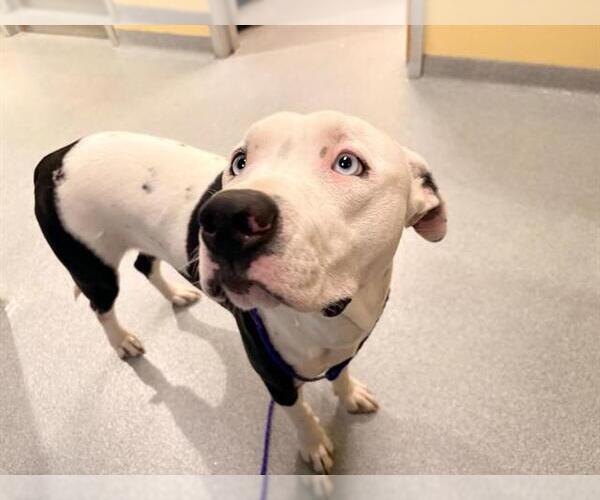 Medium Photo #1 Mutt Puppy For Sale in Orange, CA, USA