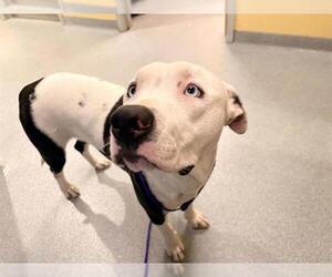 Mutt Dogs for adoption in Orange, CA, USA