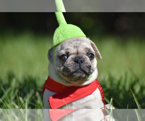 Medium Photo #2 Pug Puppy For Sale in PALM COAST, FL, USA