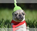 Maple - Female Pug Puppy for Sale - Photo #2