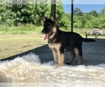 Small Photo #11 German Shepherd Dog Puppy For Sale in HOUSTON, TX, USA