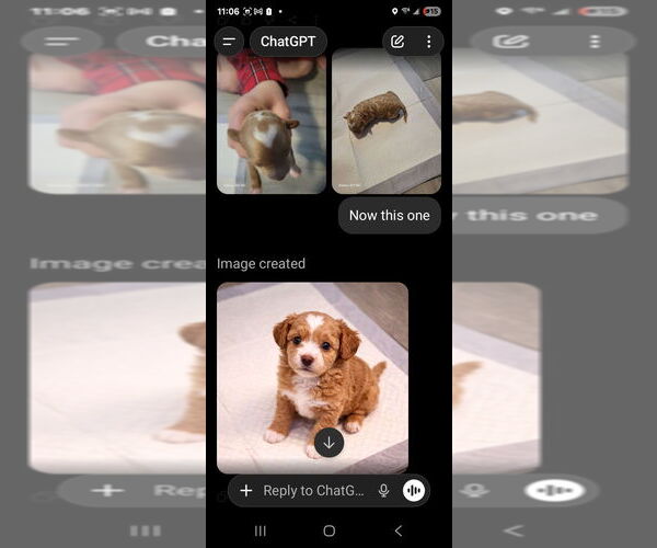 Medium Photo #7 Goldendoodle mix (+ Poodle Standard) Puppy For Sale in MILFORD, UT, USA