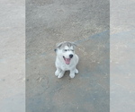 Small Photo #3 Siberian Husky-Timber Wolf Mix Puppy For Sale in FRESNO, CA, USA