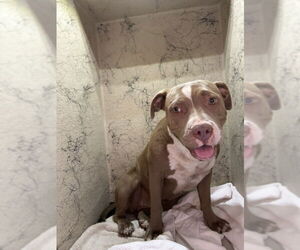 American Pit Bull Terrier-Unknown Mix Dogs for adoption in Plano, TX, USA