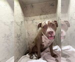 Small American Pit Bull Terrier Mix