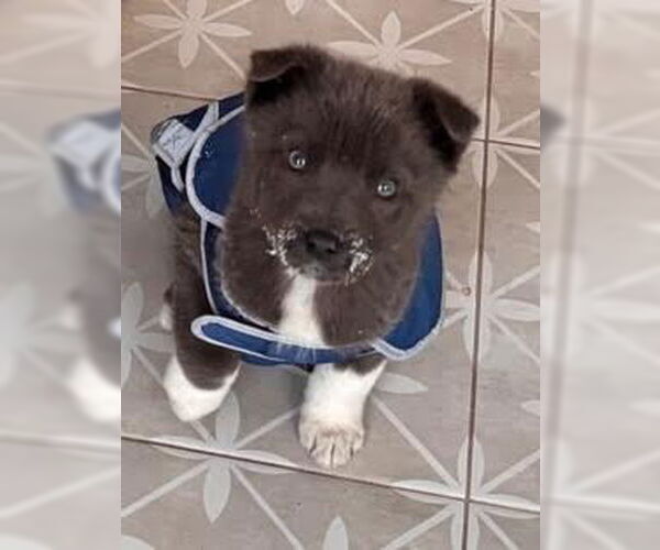 Medium Photo #3 Mutt Puppy For Sale in Minneapolis, MN, USA