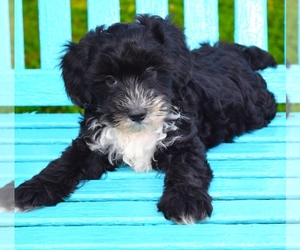 Poodle (Toy)-Yorkshire Terrier Mix Puppy for sale in BARNESVILLE, KS, USA