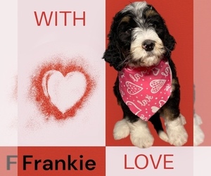 Bernedoodle Puppy for sale in BATTLE CREEK, MI, USA