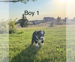 Puppy Puppy 1 Miniature Australian Shepherd