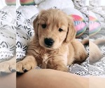 Small Photo #1 Golden Retriever Puppy For Sale in BAKERSFIELD, CA, USA