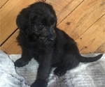 Small Photo #2 Labradoodle Puppy For Sale in CHETEK, WI, USA