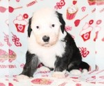 Small Photo #5 Sheepadoodle Puppy For Sale in ASPERMONT, TX, USA