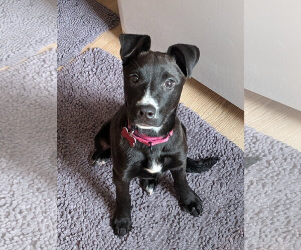 Medium Photo #2 Mutt Puppy For Sale in Mount Laurel, NJ, USA
