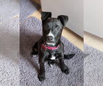 Small #1 Mutt