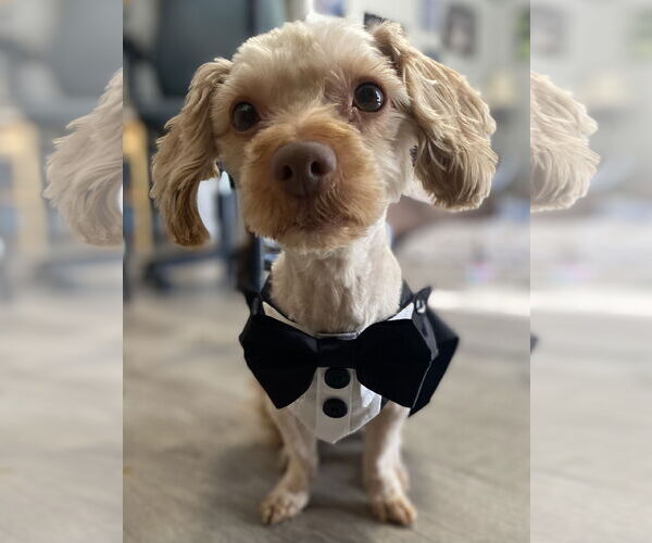 Medium Photo #4 Poodle (Miniature) Puppy For Sale in Chester, NJ, USA