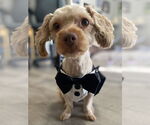 Small #3 Poodle (Miniature)