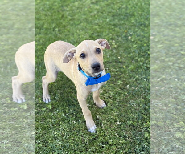 Medium Photo #3 American Pit Bull Terrier-Labrador Retriever Mix Puppy For Sale in Phoenix, AZ, USA