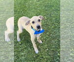 Small #2 American Pit Bull Terrier-Labrador Retriever Mix