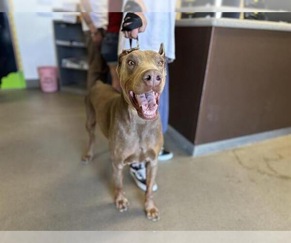 Medium Photo #1 Doberman Pinscher Puppy For Sale in HESPERIA, CA, USA