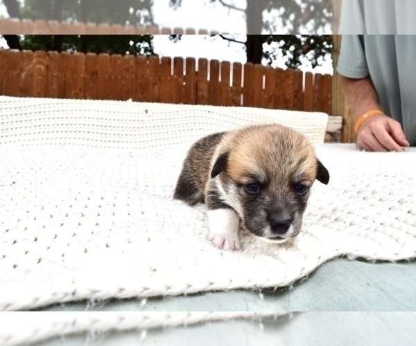 Medium Photo #98 Pembroke Welsh Corgi Puppy For Sale in SOULSBYVILLE, CA, USA