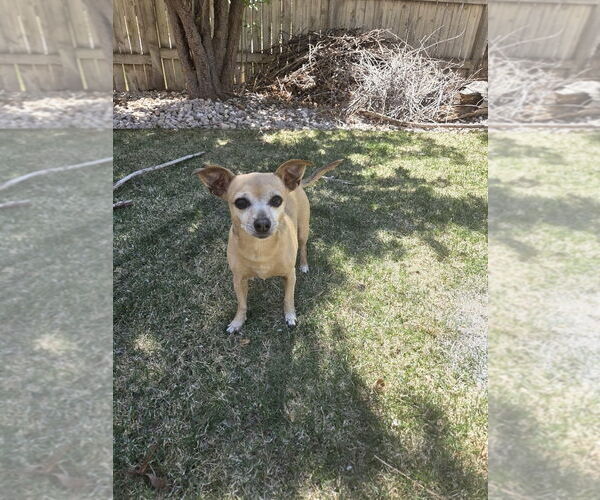 Medium Photo #3 Chihuahua-Unknown Mix Puppy For Sale in Fort Collins, CO, USA
