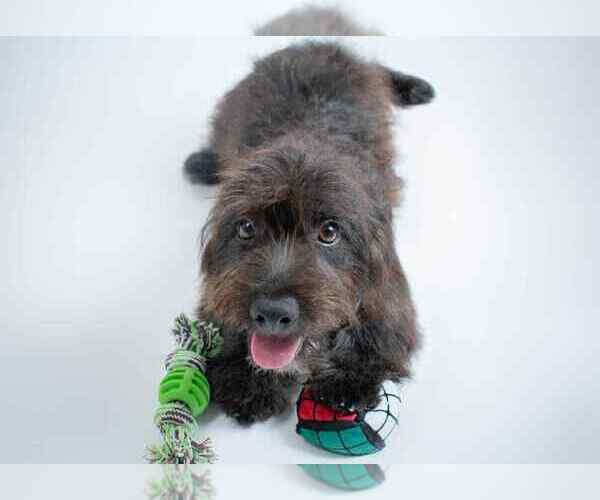 Medium Photo #3 Shih-Poo Puppy For Sale in Oak Bluffs, MA, USA