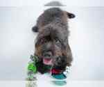 Small #2 Shih-Poo