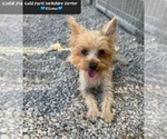 Small Photo #1 Yorkshire Terrier Puppy For Sale in TUCSON, AZ, USA