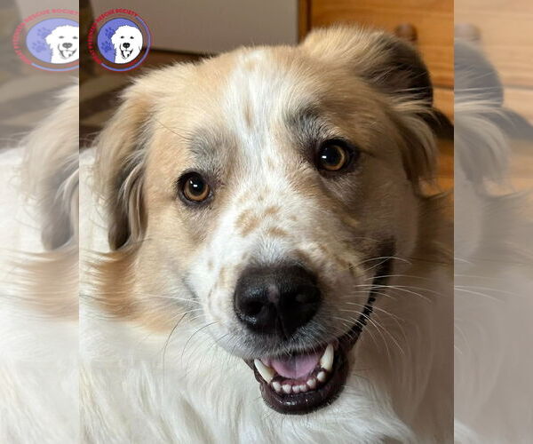 Medium Photo #2 Great Pyrenees Puppy For Sale in Spring, TX, USA