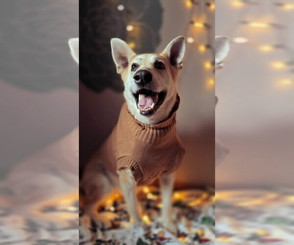 Medium Photo #3 Mutt Puppy For Sale in Germantown, OH, USA