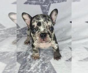 French Bulldog Puppy for sale in HOUSTON, TX, USA