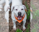 Small #10 American Staffordshire Terrier Mix