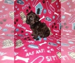 Small #8 Poodle (Toy)