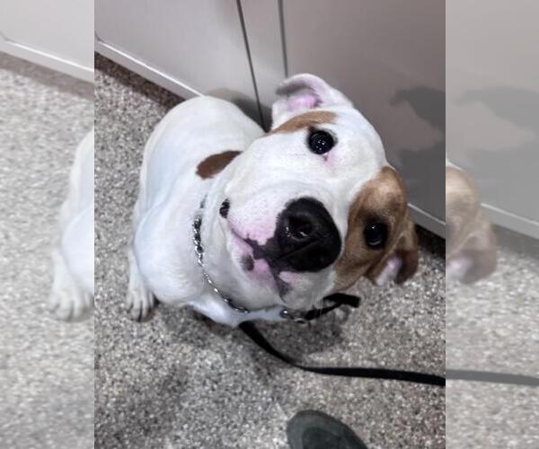 Medium Photo #3 Mutt Puppy For Sale in Incline Village, NV, USA