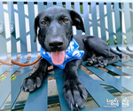 Small #8 Labrador Retriever Mix