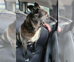 Labrachow Dogs for adoption in Ogden, UT, USA