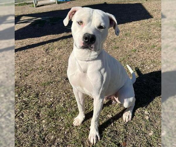 Medium Photo #2 Mutt Puppy For Sale in Conroe, TX, USA