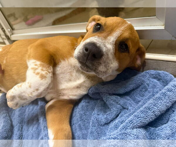 Medium Photo #6 American Pit Bull Terrier-Unknown Mix Puppy For Sale in Pompano Beach , FL, USA