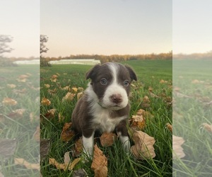 Border Collie Puppy for sale in NEW HOLLAND, PA, USA