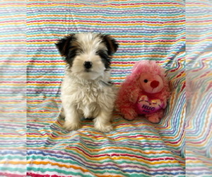 Yorkshire Terrier Puppy for sale in AMSTERDAM, MO, USA